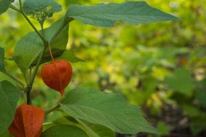 physalis alkekengi - oranje lantaarns van physalis alkekengi tussen groene bladeren foto