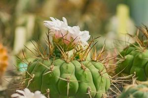 mooie bloeiende cactus met roze bloem. huishoudelijk tuinieren. foto