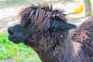 portret van vuile zwarte alpaca op de boerderij foto