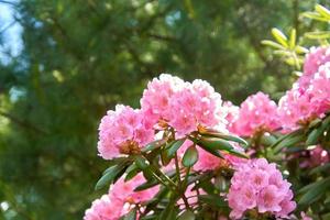 bloesem van roze azalea bloem. bloemen achtergrond foto