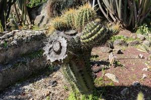 de cactus is groot en stekelig gekweekt in het stadspark. foto