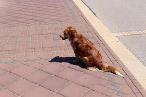 nahariya israël 14 oktober 2019. hond op een wandeling in een stadsman aan zee. foto