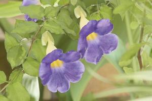 thunbergia battiscombei bloem. foto