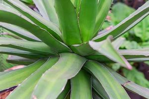 close up van agave cactus plant. natuurlijke achtergrond foto