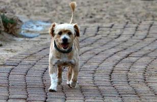 nahariya israël 14 oktober 2019. hond op een wandeling in een stadsman aan zee. foto