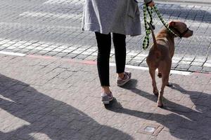 nahariya israël 14 oktober 2019. hond op een wandeling in een stadsman aan zee. foto