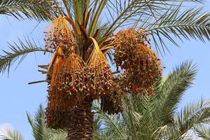 rijke oogst van dadels op palmbomen in het stadspark. foto