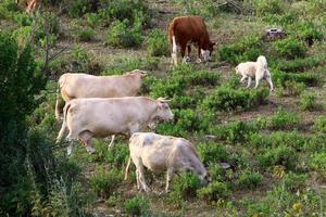 nahariya israël 17 april 2020. een kudde koeien graast op een open plek in het bos. foto