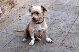 nahariya israël 14 oktober 2019. hond op een wandeling in een stadsman aan zee. foto