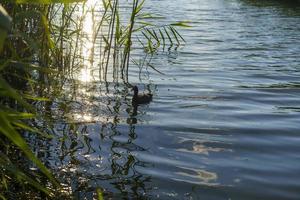 landschap met riet op de achtergrond van het wateroppervlak foto