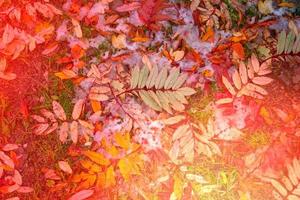 heldere kleurrijke achtergrond met herfstbladeren foto