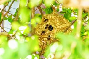 reusachtig wesp nest foto