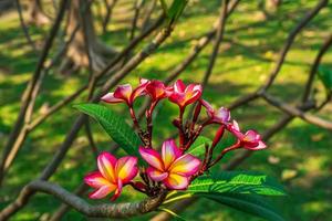 Plumeria-bloemen zijn zo mooi dat ze populair zijn in Thailand. foto