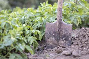 schop op de achtergrond van aardappelstruiken. oogsten. landbouw. een jonge aardappelknol uit de grond opgraven, aardappelen oogsten op een boerderij. aardappelen oogsten met een schop in de tuin. foto