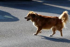 nahariya israël 14 oktober 2019. hond op een wandeling in een stadsman aan zee. foto