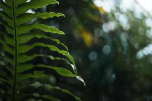 regen en bladeren, water druppels Aan regenachtig dag foto