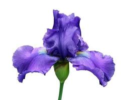 iris detailopname, geïsoleerd bloem Aan wit achtergrond foto