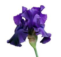 iris detailopname, geïsoleerd bloem Aan wit achtergrond foto