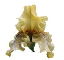 iris detailopname, geïsoleerd bloem Aan wit achtergrond foto