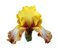 iris detailopname, geïsoleerd bloem Aan wit achtergrond foto