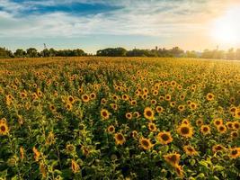 mooi veld- van bloeiend zonnebloemen tegen wazig zonsondergang gouden licht