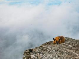 hond Aan de rotsachtig klif met mistig of de nevel tussen de berg Aan khao luang berg in ramkhamhaeng nationaal park, sukhothai provincie Thailand foto