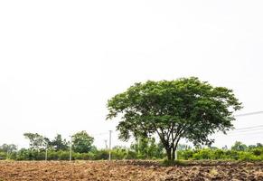 een visie van een groot boom groeit Aan de bewerkt bodem van een rijst- boer. foto