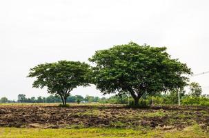 een visie van een groot boom groeit Aan de bewerkt bodem van een rijst- boer. foto