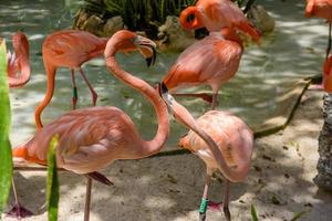 roze flamingo's in de schaduw van bomen in het park, playa del carmen, riviera maya, yu atan, mexico foto