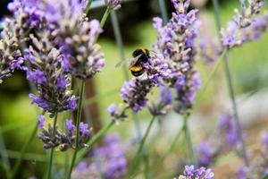 een hommel tussen veel lavendel bloesems foto