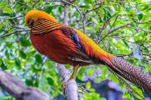 goldern fazant in loro park, tenerife, kanarie eilanden. foto