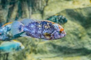 zilveren vis onder water in loro parque, tenerife, canarische eilanden foto