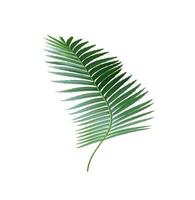 groen palmblad geïsoleerd op een witte achtergrond met uitknippad foto