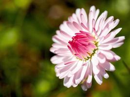 roze madeliefje niet ten volle geopend foto