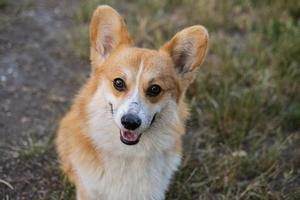 portret van grappig corgi hond buitenshuis in de park foto