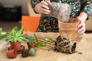 meisje plant nobele orchideebloemen in een nieuwe pot. stap 1 foto