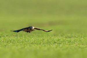 een buizerd vliegt over een groen veld foto