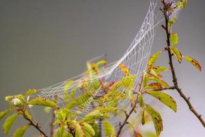 een spin web met dauwdruppels Aan een weide in zomer foto