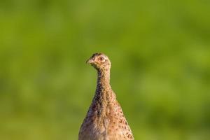 een jonge fazant kip in een weiland foto