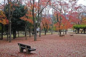 eenzaam houten bank in Japans herfst tuin foto