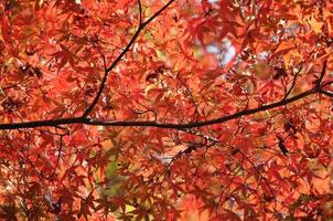 rood en oranje esdoorn- bladeren in herfst in Japan foto