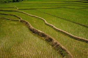 de mooi structuur van rijst- terrassen veld- in Thailand. foto
