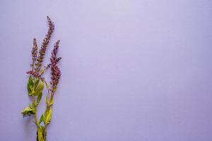 lavendel bloemen Aan Purper achtergrond. kopiëren ruimte. vlak leggen foto