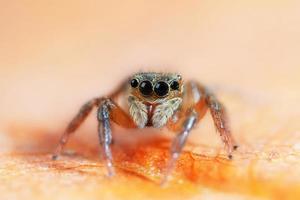 insect jumping spin foto