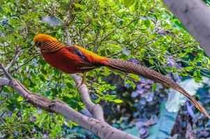 goldern fazant in loro park, tenerife, kanarie eilanden. foto