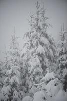 kerst groenblijvende dennenboom bedekt met verse sneeuw foto