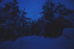 winter nacht landschap natuur Woud foto