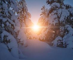 winter zonsopkomst met vers sneeuw gedekt Woud en bergen foto