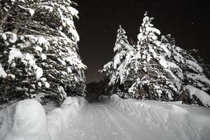 winter nacht landschap natuur Woud foto