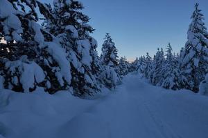 winter zonsopkomst met vers sneeuw gedekt Woud en bergen foto